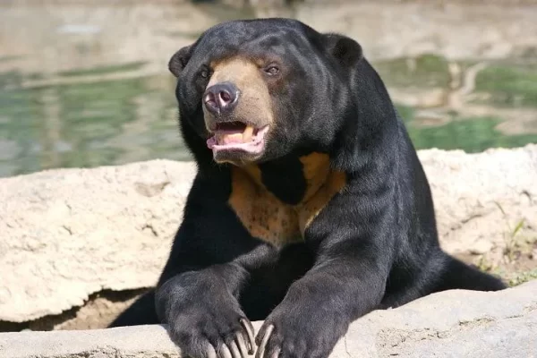 خرس سیاه آسیایی | پرشین پت لند