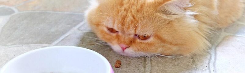 7 روش بای غذا دادن به گربه بیمار