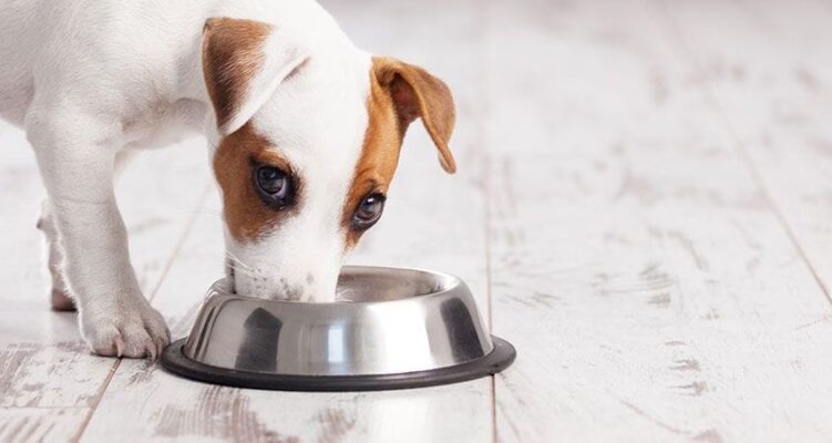 چرا سگ من همیشه گرسنه است؟ | پرشین پت لند