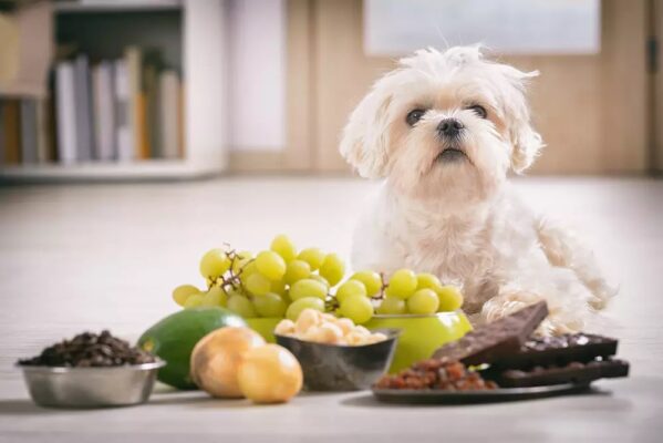 چه غذایی می توانم به سگم بدهم وقتی غذای سگم تمام شده | پرشین پت لند